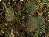 Trbol jopito - Trifolium angustifolium. Miranda del Rey - Santa Elena