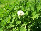 Trbol blanco - Trifolium repens. Torres