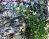 Trbol blanco - Trifolium repens. Segura