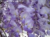 Glicinia japonesa - Wisteria floribunda. 