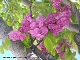 Glicinia japonesa - Wisteria floribunda. Jan