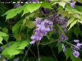 Glicinia japonesa - Wisteria floribunda. Los Villares