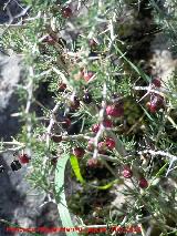 Esparraguera blanca - Asparagus albus. Cerro Veleta - Jan