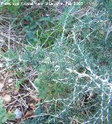 Esparraguera blanca - Asparagus albus. Jan