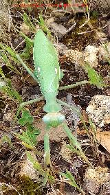 Mantis Africana - Sphodromantis viridis. Baldos de Beas