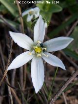 Estrella de Beln - Ornithogalum orthophyllum. 