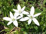 Estrella de Beln - Ornithogalum orthophyllum. Arroyo Martn Prez - Aldeaquemada