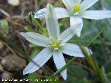 Estrella de Beln - Ornithogalum orthophyllum. Jan