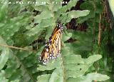 Mariposa monarca - Danaus plexippus. Granada
