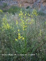 Tientayernos - Verbascum sinuatum. Los Caones Jan