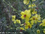 Tientayernos - Verbascum sinuatum. Los Caones Jan
