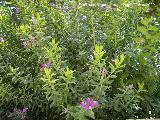 Polgala de hoja de mirto - Polygala myrtifolia. Jan