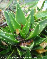 Cactus Aloe diente de cocodrilo - Aloe brevifolia. Benalmdena