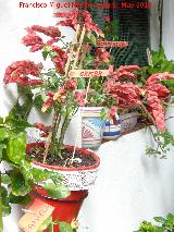 Planta camarn - Beloperone guttata. Patio de Crdoba