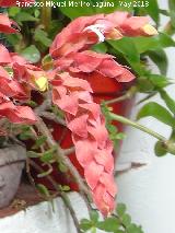 Planta camarn - Beloperone guttata. Flor. Patio de Crdoba