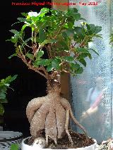 Ficus India - Ficus Ginseng. Patio de Crdoba