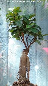 Ficus India - Ficus Ginseng. Patio de Crdoba