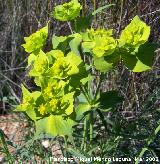 Lecheterna serrada - Euphorbia serrata. Jan