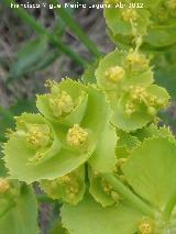 Lecheterna serrada - Euphorbia serrata. Antequera