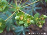 Lecheterna de bosque - Euphorbia amygdaloides. Caada Saucar - Santiago Pontones