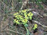 Lecheterna de bosque - Euphorbia amygdaloides. Segura
