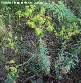 Lecheterna de bosque - Euphorbia amygdaloides. Segura