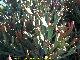 Cactus Euphorbia xylophylloides