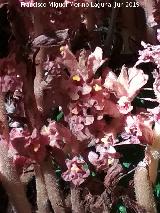 Pan de Lobos Heliondo - Orobanche foetida. Flores. Torcal de Antequera
