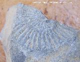 Ammonites Dactylioceras - Dactylioceras commune. Los Villares