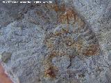 Ammonites Dactylioceras - Dactylioceras commune. Los Villares