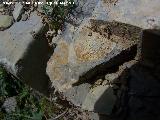 Ammonites Dactylioceras - Dactylioceras commune. Puentebaja - Los Villares