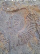 Ammonites Dactylioceras - Dactylioceras commune. Cascada de Ro Fro - Los Villares