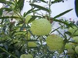 Planta de la seda - Gomphocarpus fruticosus. Benalmdena