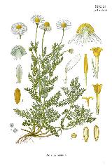 Manzanilla romana - Chamaemelum nobile. 