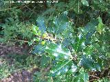 Acebo - Ilex aquifolium. Las Acebeas - Siles