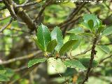 Acebo - Ilex aquifolium. Diferencia de hojas. Pea del Olivar - Siles
