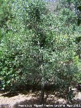 Acebo - Ilex aquifolium. Pea del Olivar - Siles