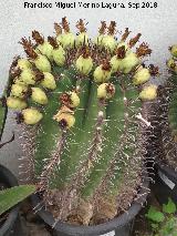 Cactus de Barril - Ferocactus wislizenii. Invernadero de Jaén