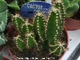 Cactus del Ordenador - Cereus Peruvianus. Invernadero en Jan