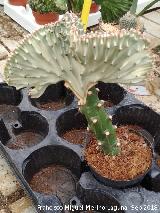 Planta Crestada - Euphorbia lctea cristata. Invernadero en Jan