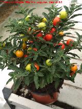 Cerezo de Jerusaln - Solanum pseudocapsicum. Invernadero en Jan