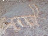 Petroglifos y pinturas rupestres del Abrigo de la Tinaja II. Cabra
