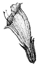 Viborera sabulicola - Echium sabulicola. 