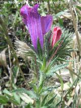 Viborera buglosa - Echium plantagineum. Cerro de los Lirios - Jan