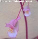 Begonia - Begonia semperflorens. Navas de San Juan