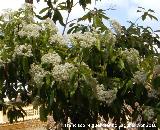 Acerolo chino - Photinia serrulata. Navas de San Juan