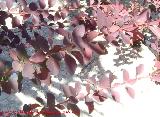 Agracejo rojo - Berberis thunbergii. Jan