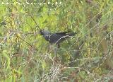 Pájaro Cuervo - Corvus corax. Espantapalomas - Jaén