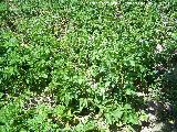Patata - Solanum tuberosum. Los Villares