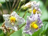 Patata - Solanum tuberosum. Flor. Los Villares